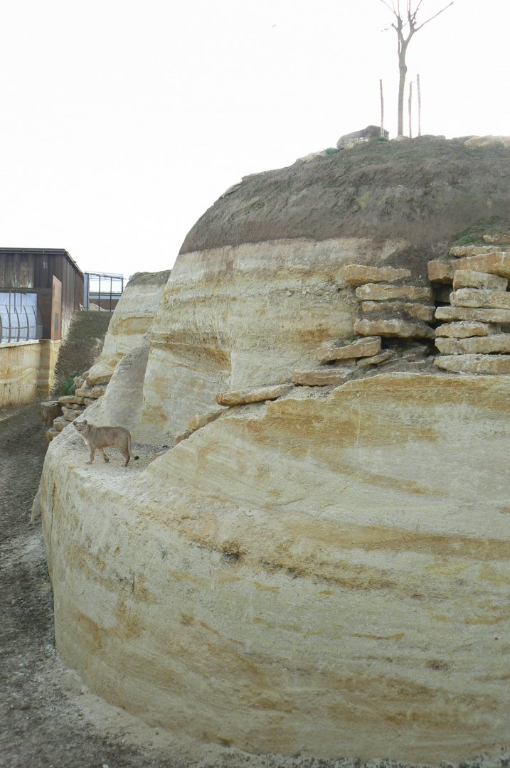 New carnivores crater - New african lions exhibit