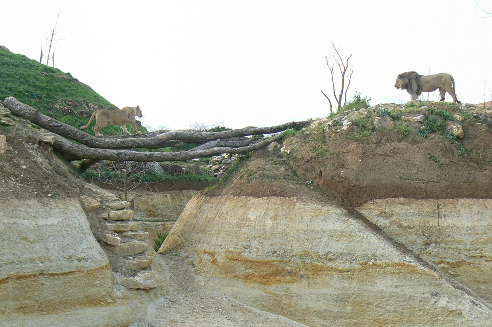 New carnivores crater - New african lions exhibit