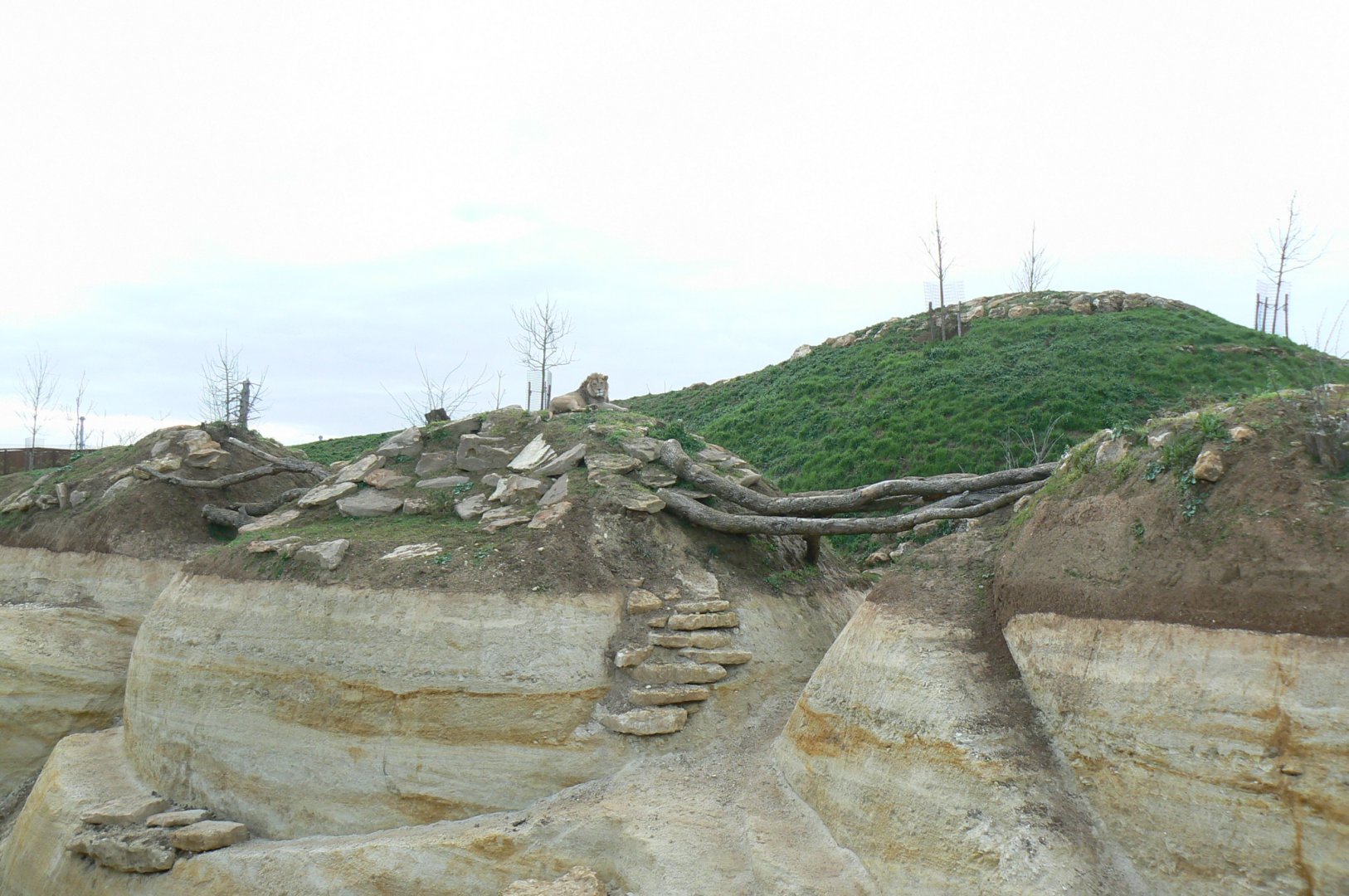 New carnivores crater - New african lions exhibit