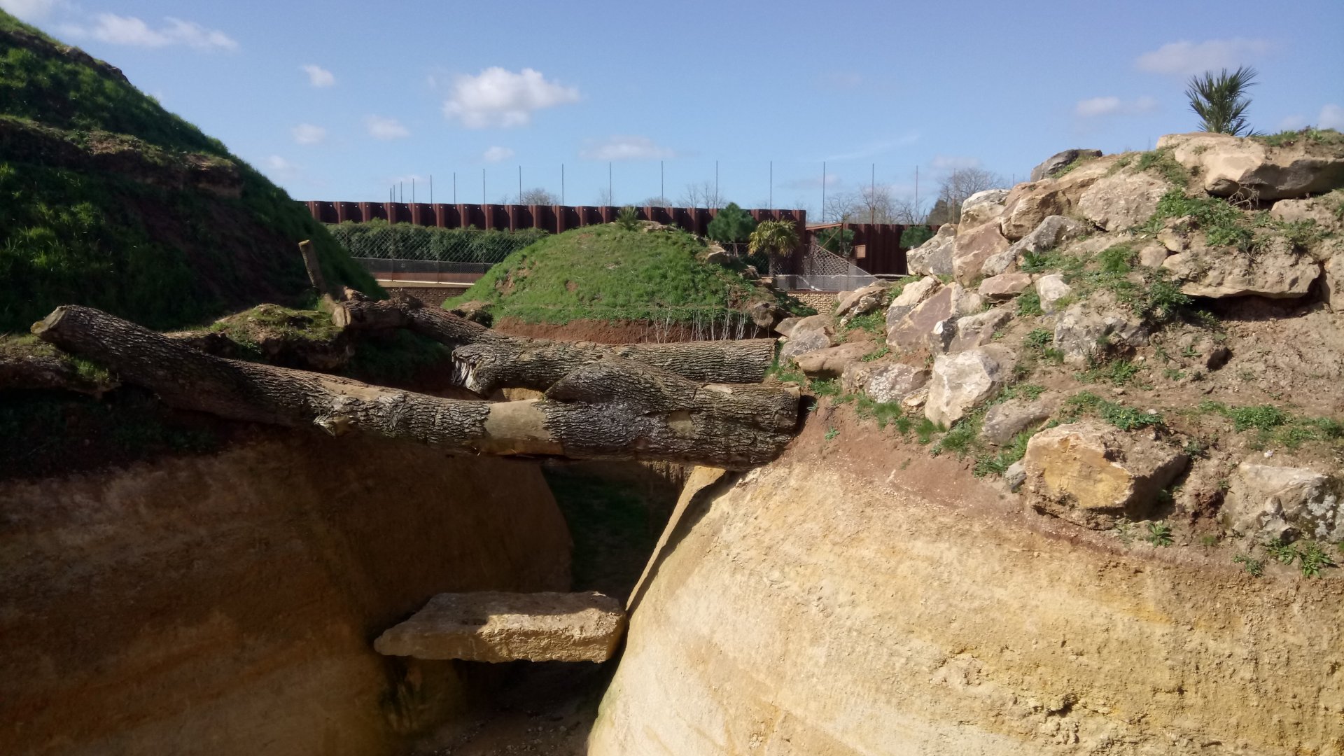 New carnivores crater - New african lions exhibit
