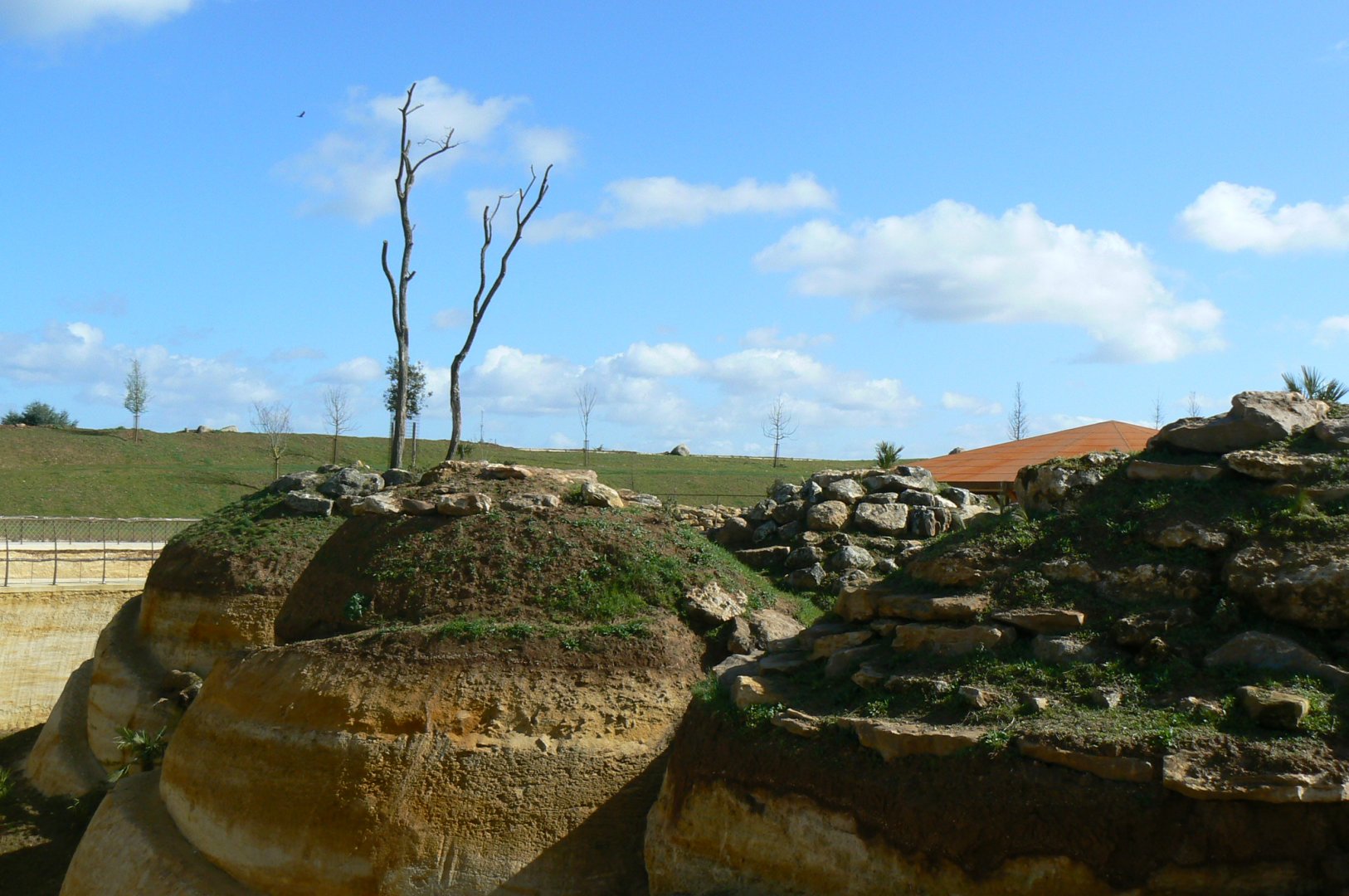New carnivores crater - New african lions exhibit