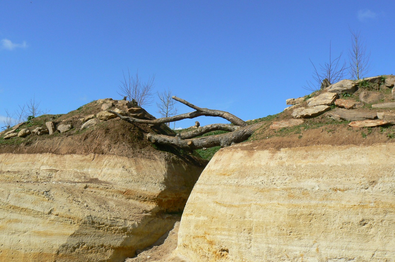 New carnivores crater - New african lions exhibit