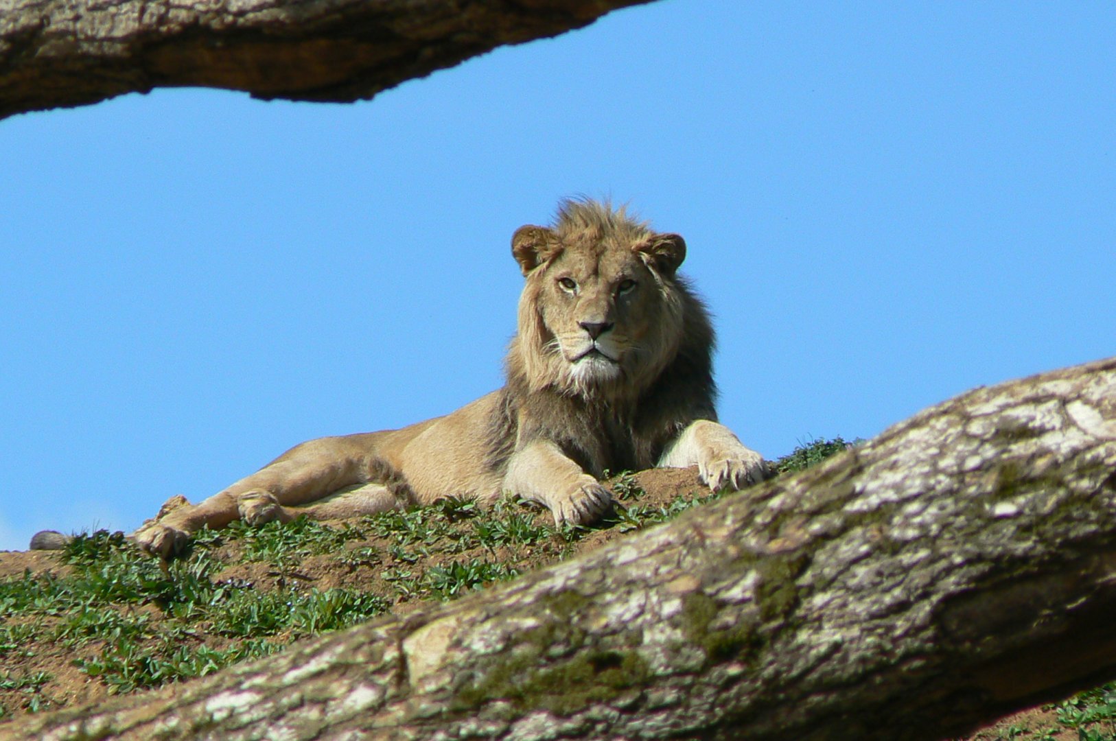 New carnivores crater - New african lions exhibit
