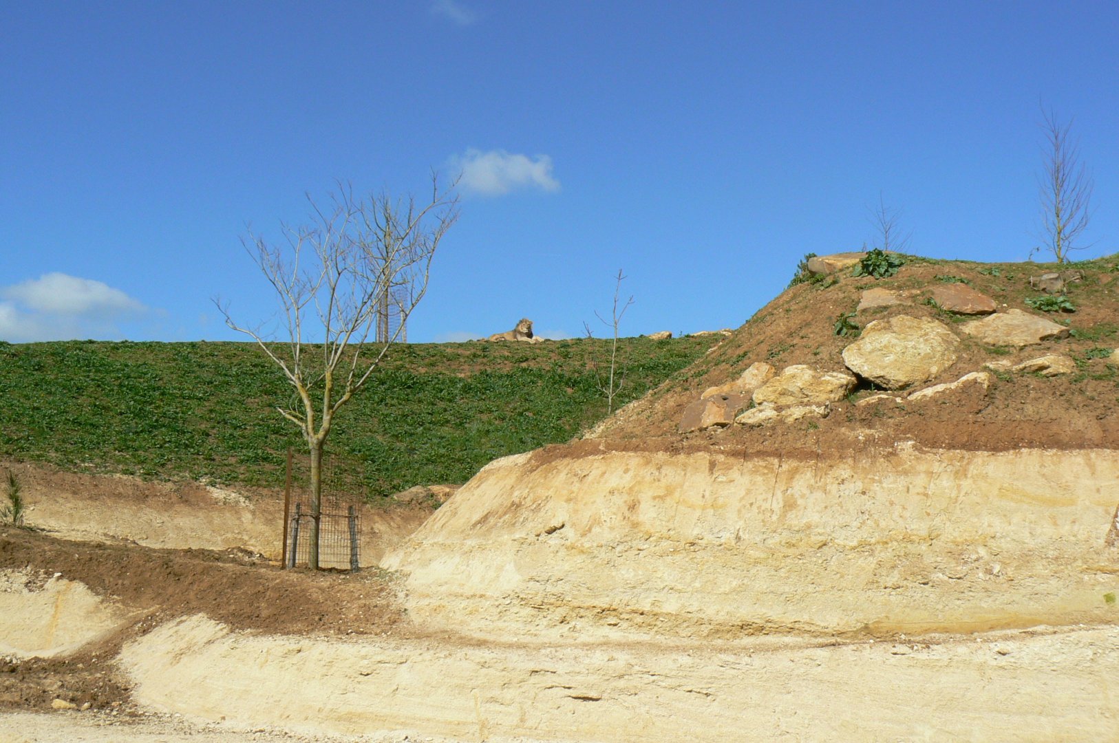 New carnivores crater - New african lions exhibit
