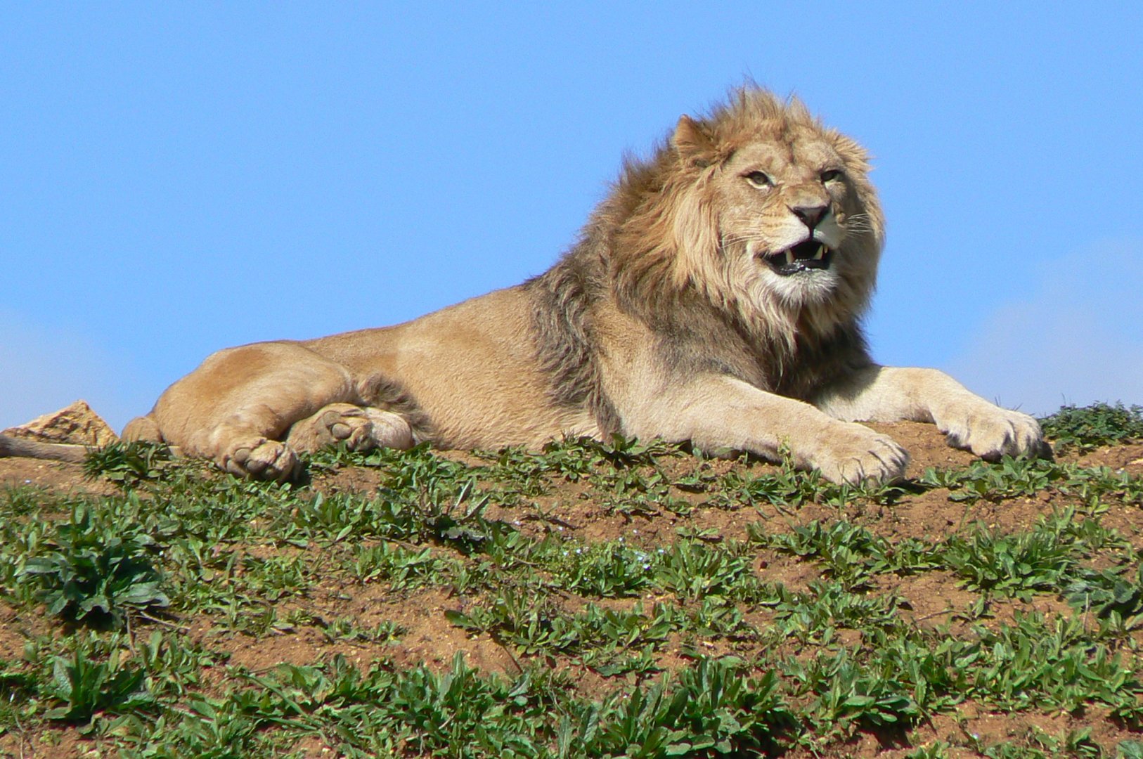 New carnivores crater - New african lions exhibit