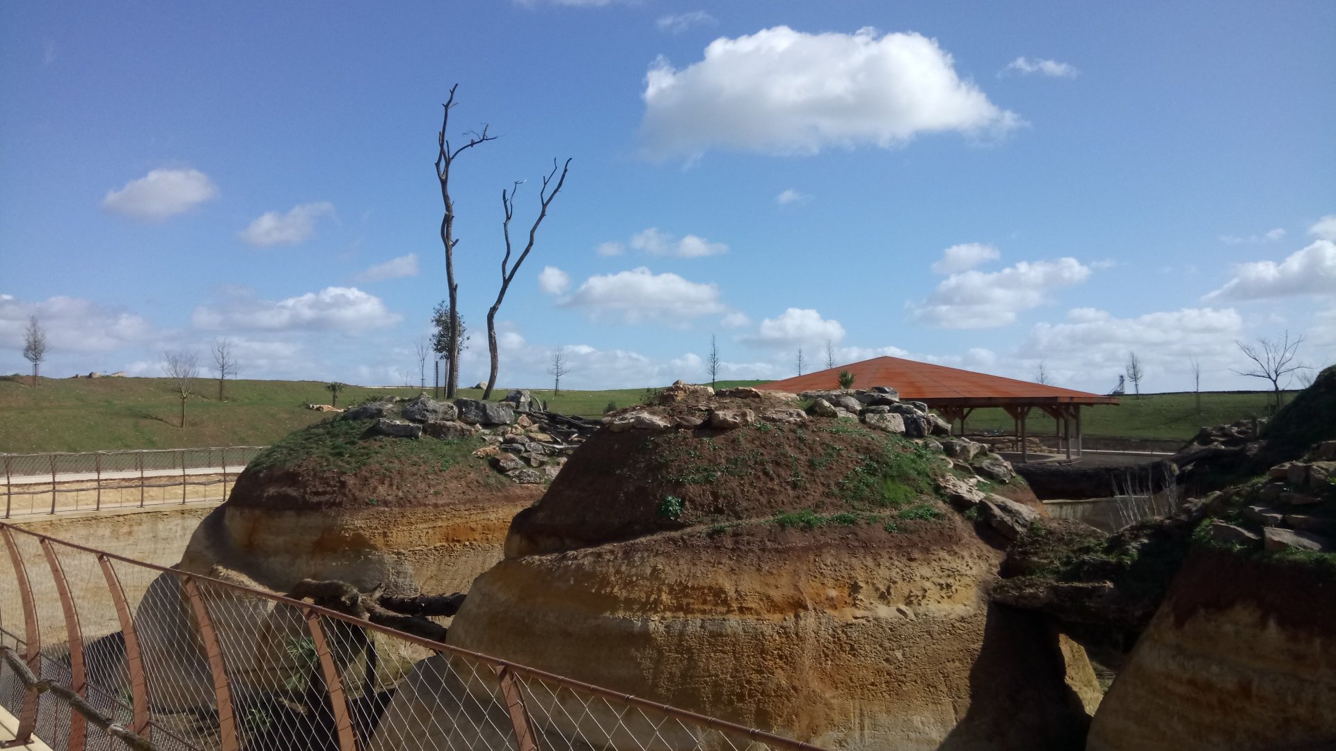 New carnivores crater - New african lions exhibit