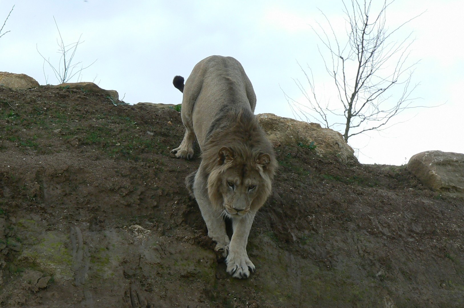 New carnivores crater - new african lions