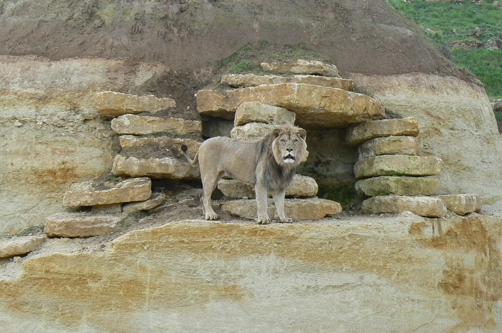 New carnivores crater - new african lions