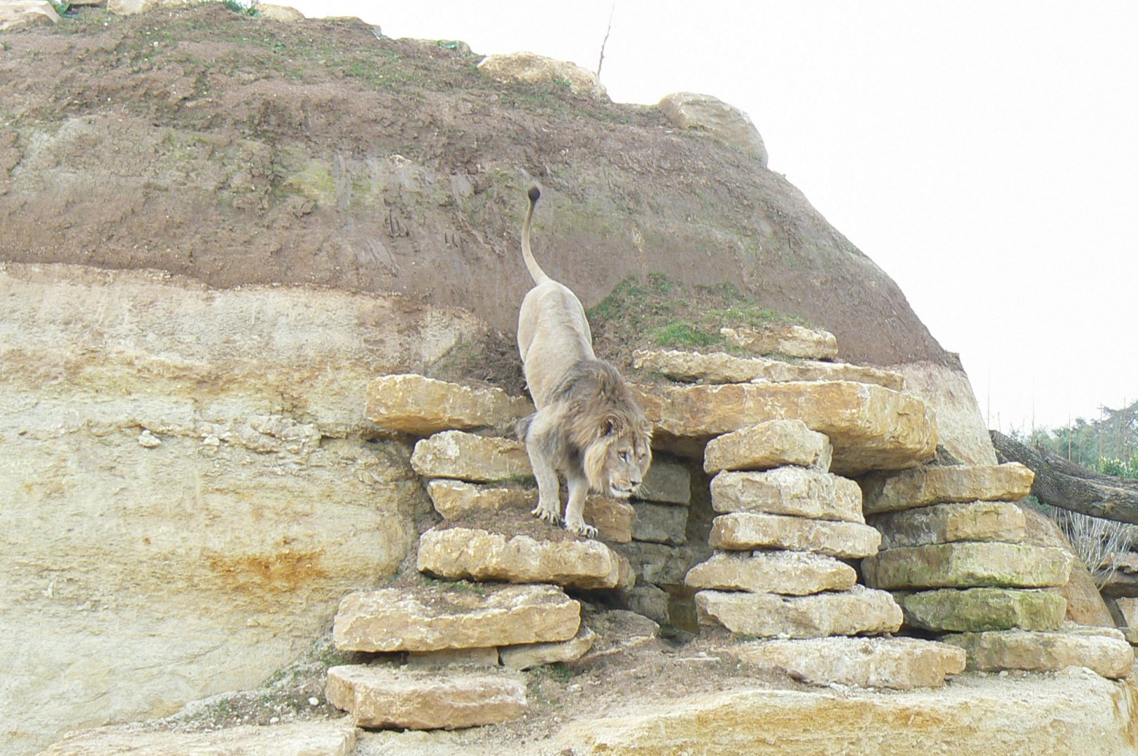New carnivores crater - new african lions