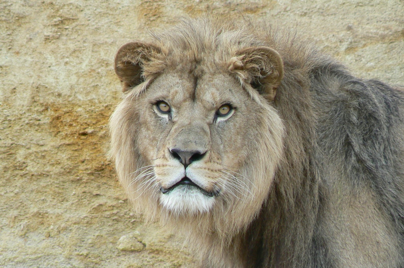 New carnivores crater - new african lions