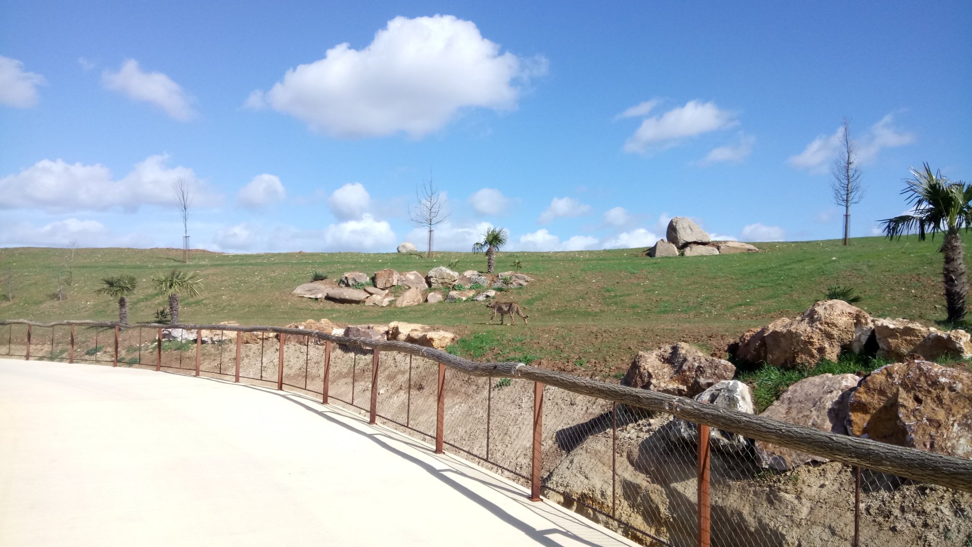New carnivores crater - new cheetahs enclosure