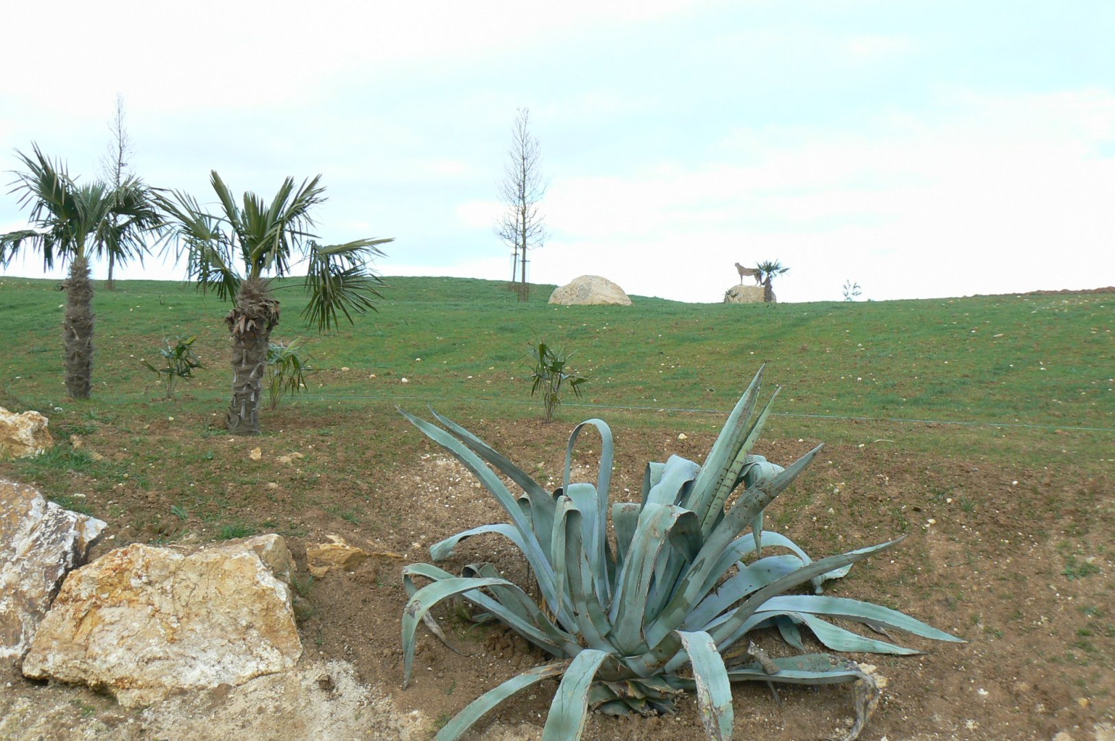 New carnivores crater - Part of the new cheetahs enclosure