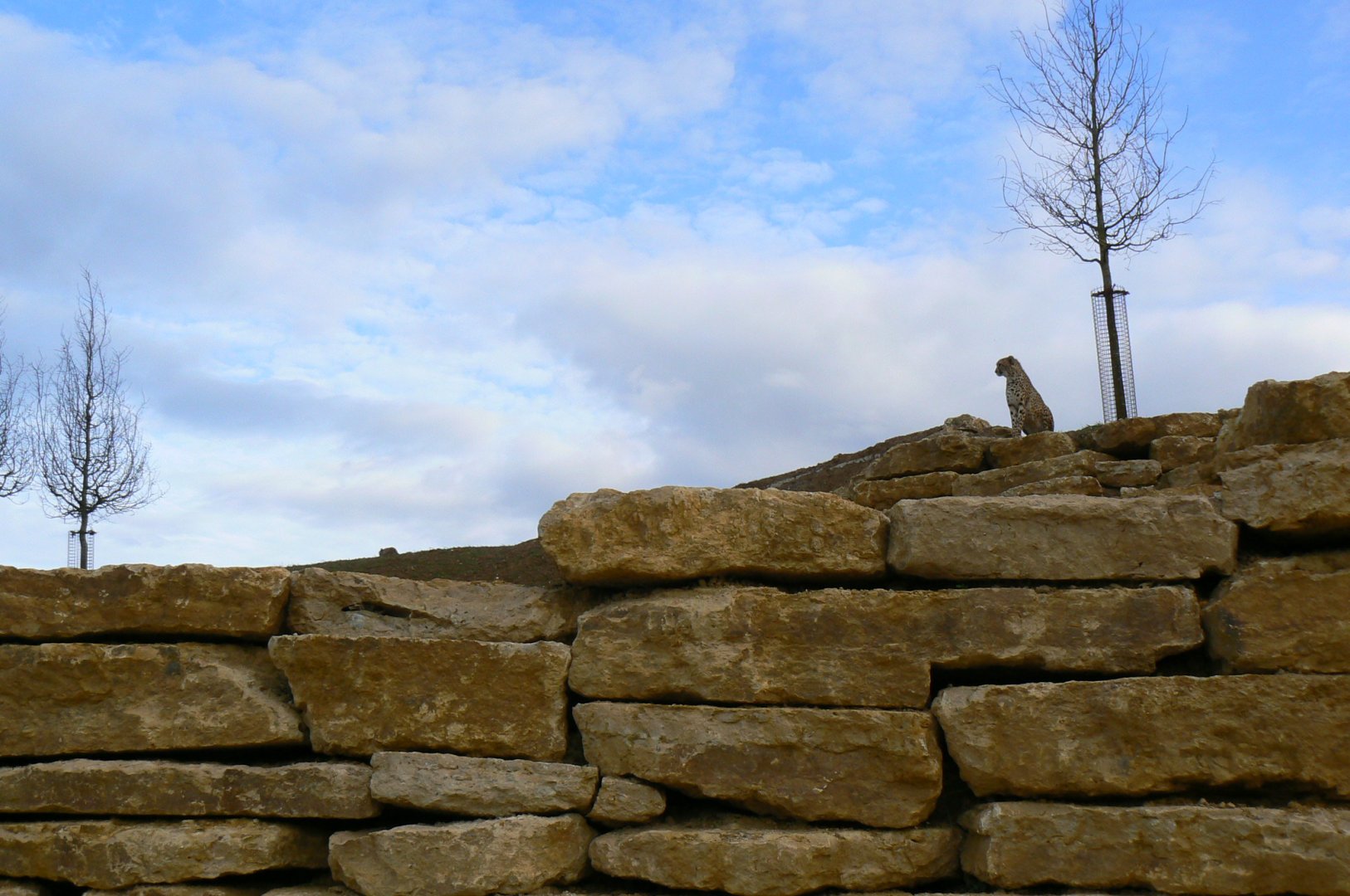 New carnivores crater - Part of the new cheetahs enclosure