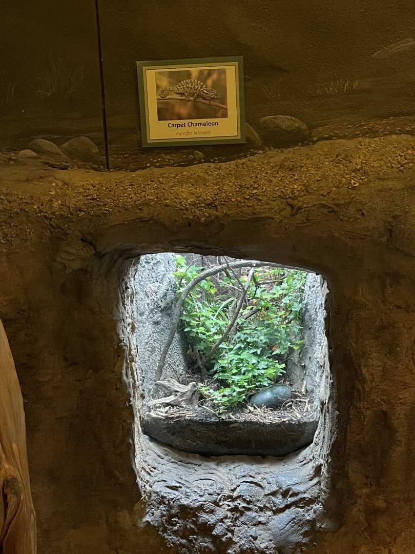 New carpet chameleon exhibit