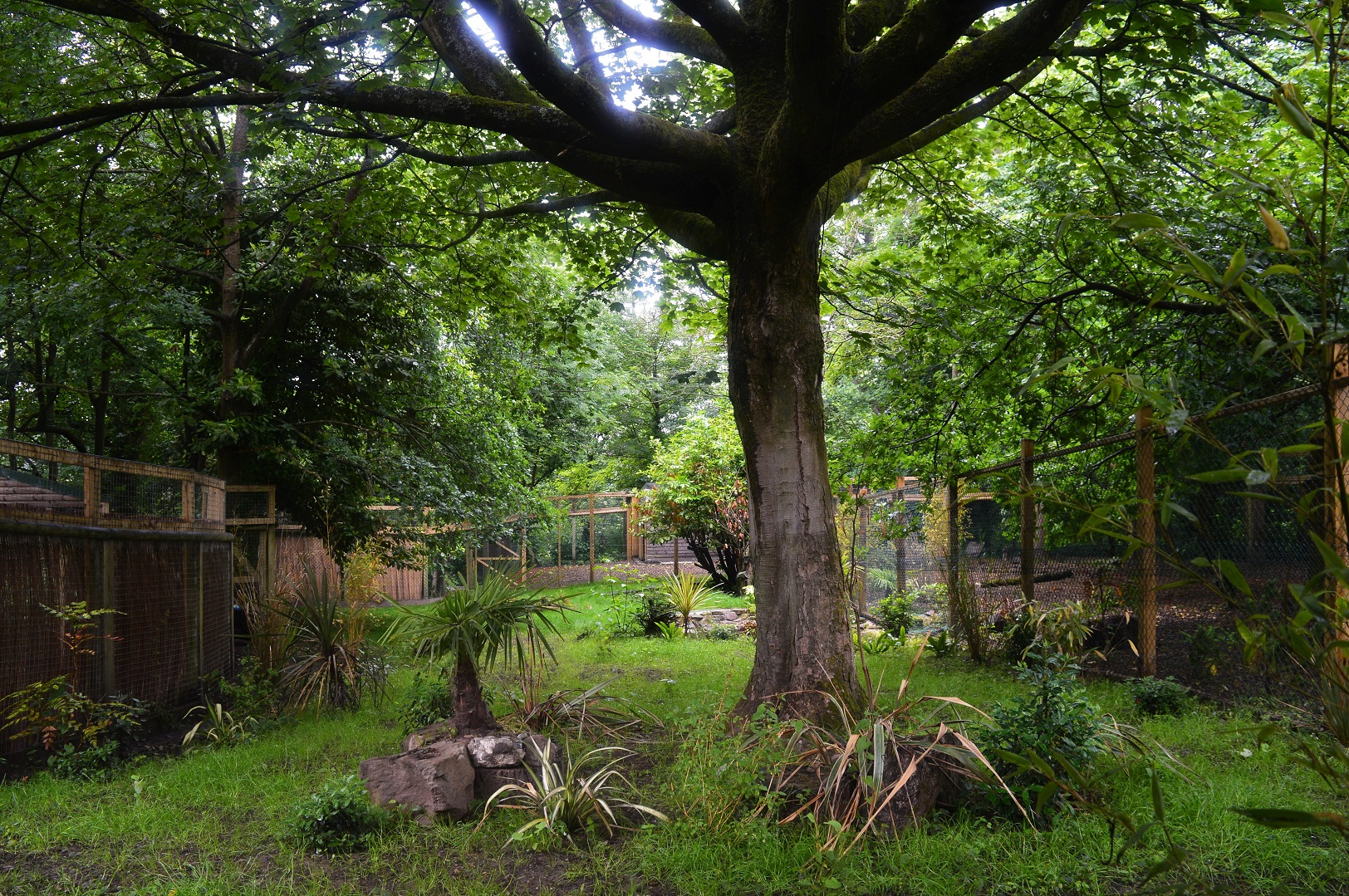 New cassowary enclosure
