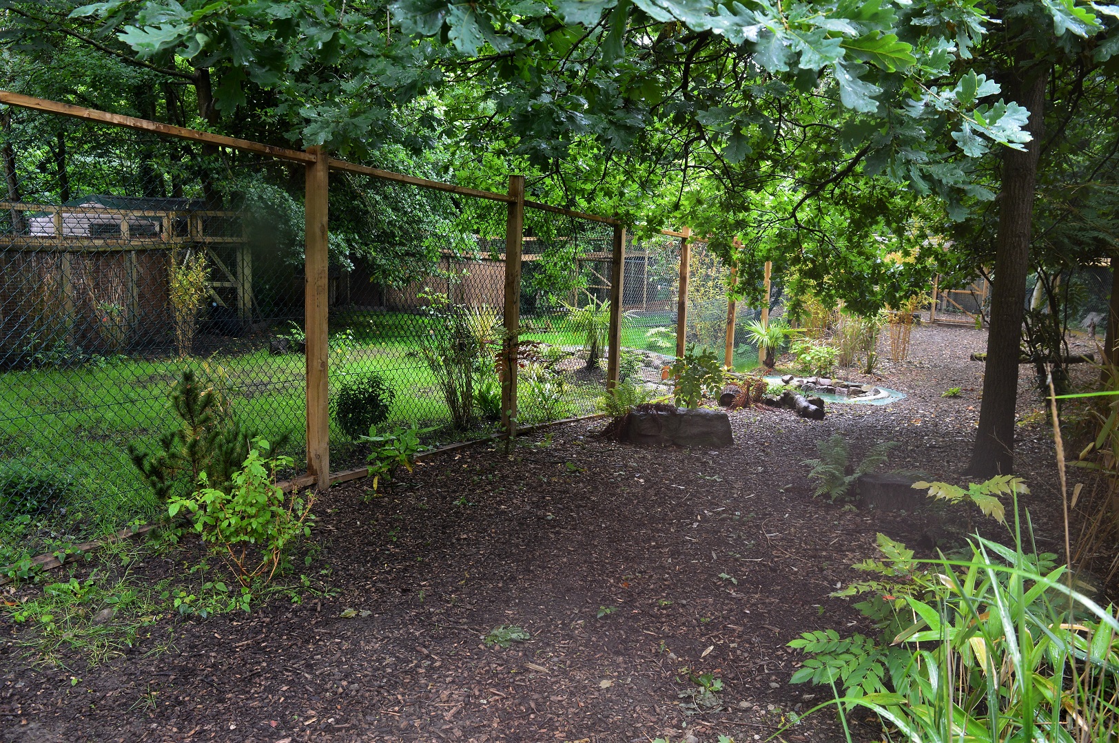 New cassowary enclosure