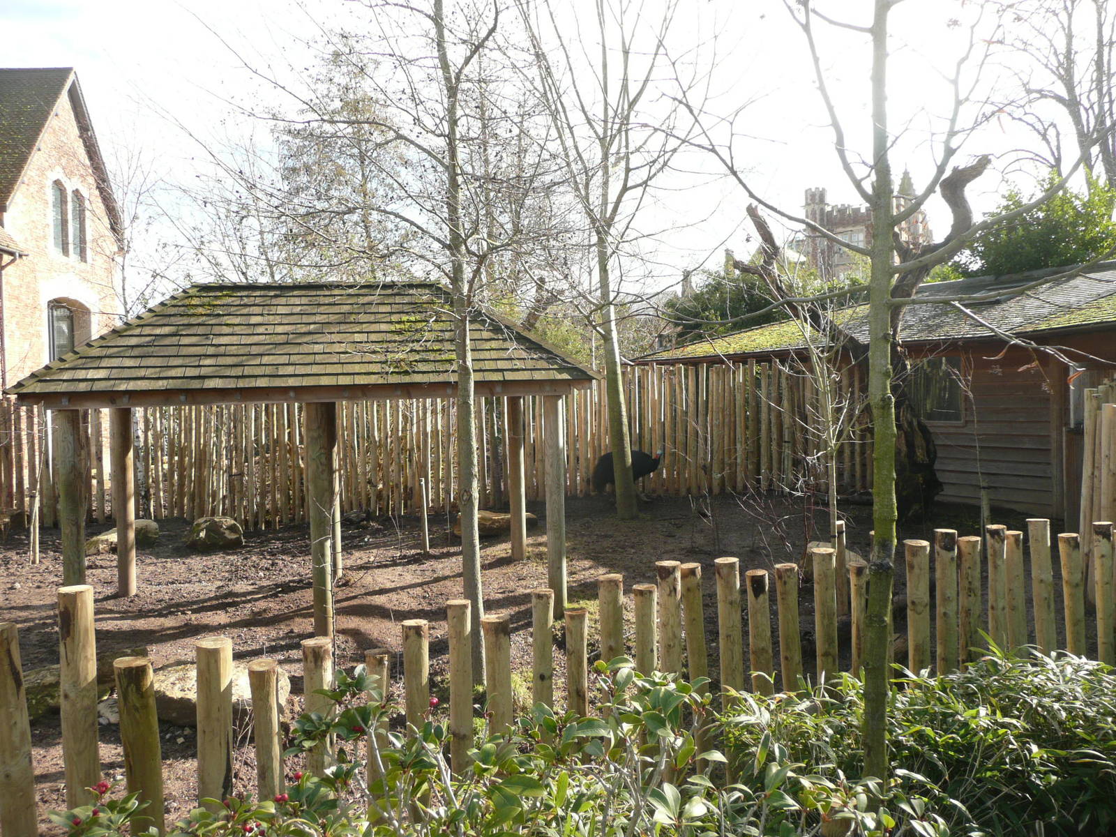 New Cassowary paddock