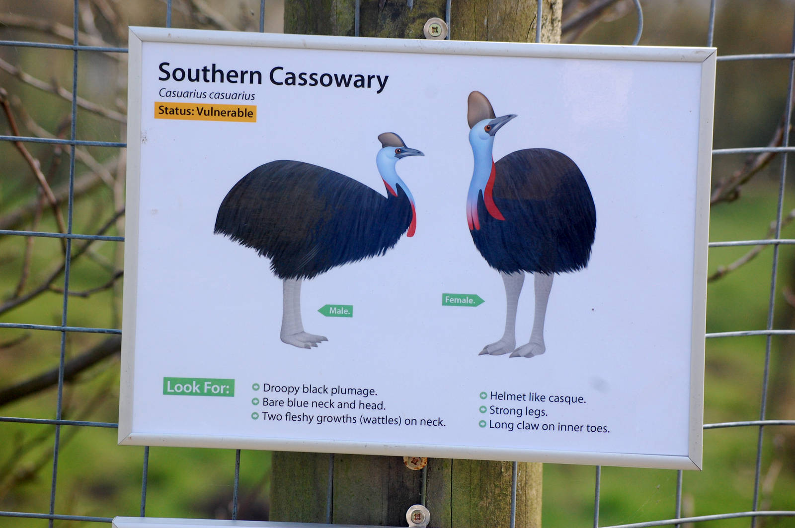 New Cassowary Sign
