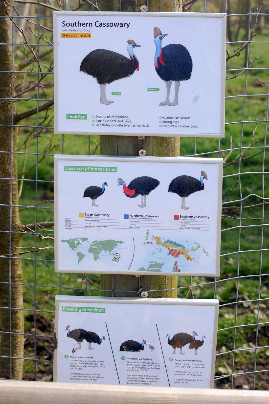 New Cassowary Signs