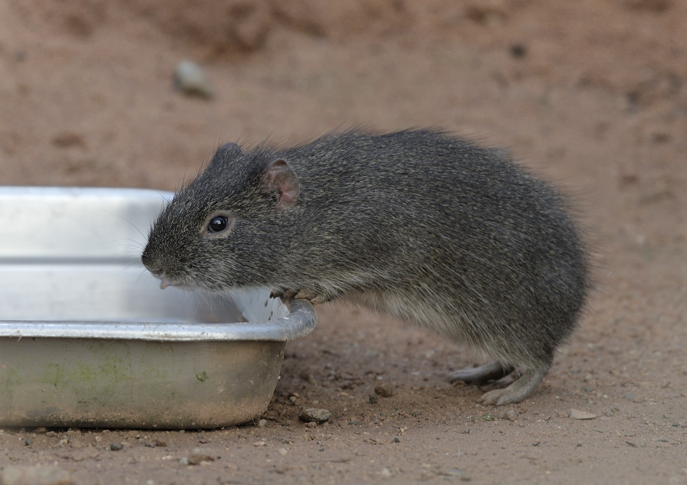 New cavy in the Desert House