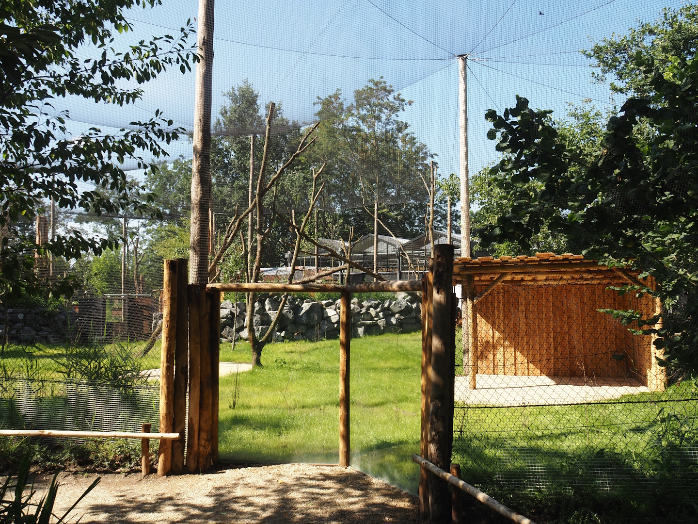 New Central African area Ngyuwe - Aviary with first Yellow-backed duiker and Okapi paddock, 2025-08-03