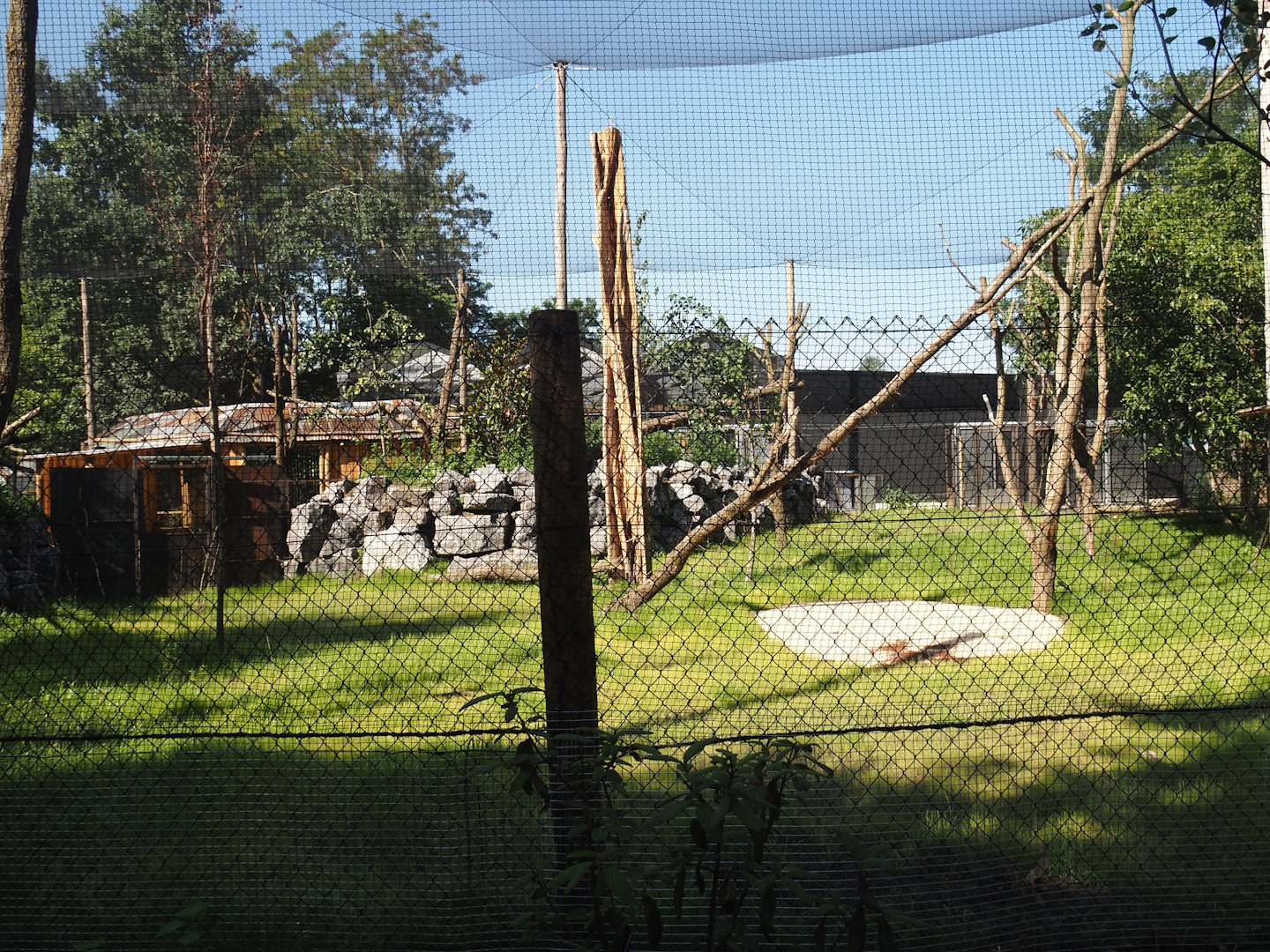 New Central African area Ngyuwe - Aviary with first Yellow-backed duiker and Okapi paddock, 2025-08-03