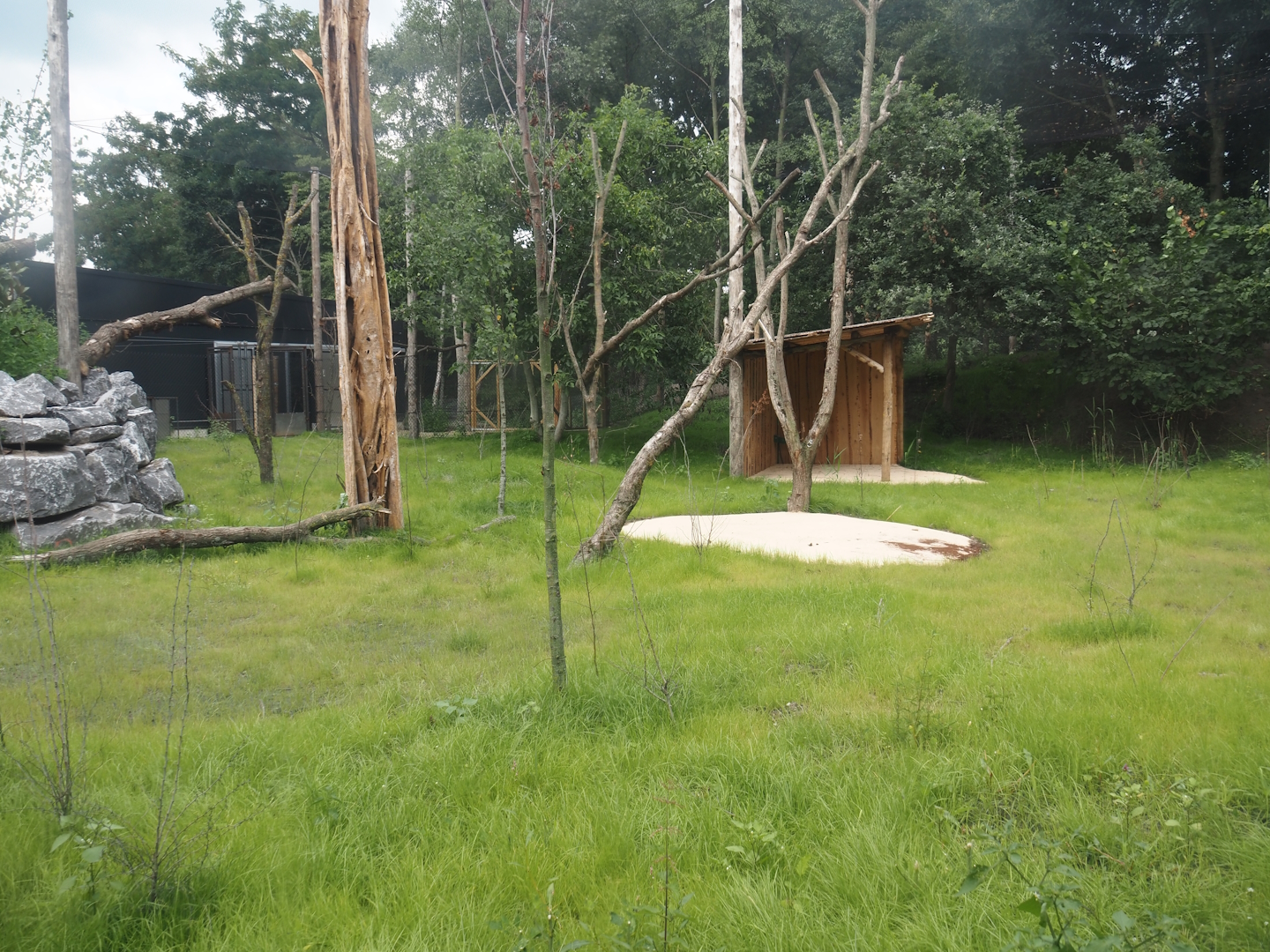 New Central African area Ngyuwe - Aviary with first Yellow-backed duiker and Okapi paddock, 2025-08-03