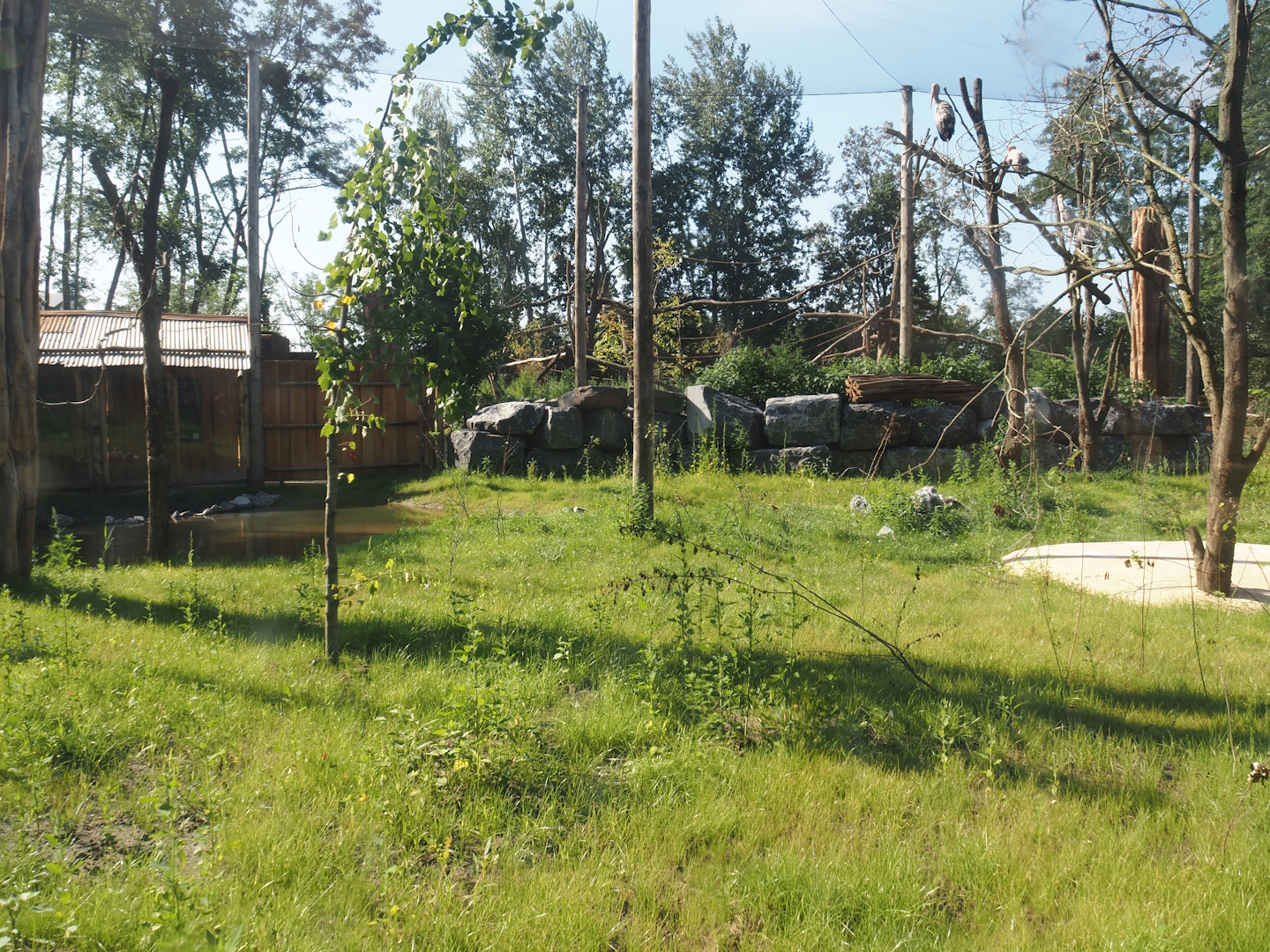 New Central African area Ngyuwe - Aviary with second Yellow-backed duiker and Okapi paddock, 2025-08-03