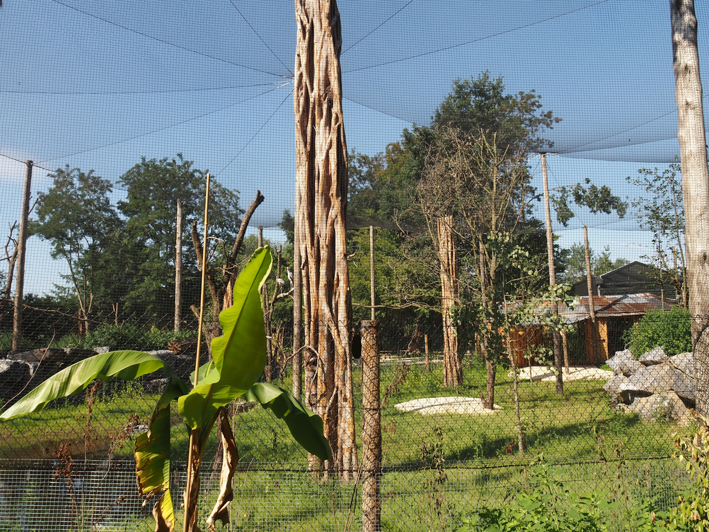 New Central African area Ngyuwe - Aviary with second Yellow-backed duiker and Okapi paddock, 2025-08-03