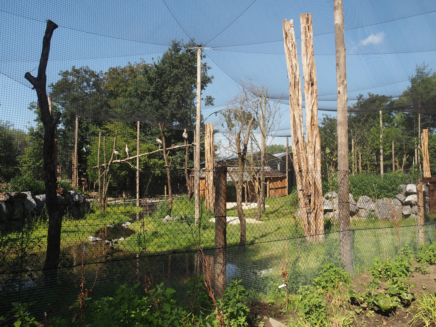 New Central African area Ngyuwe - Aviary with second Yellow-backed duiker and Okapi paddock, 2025-08-03