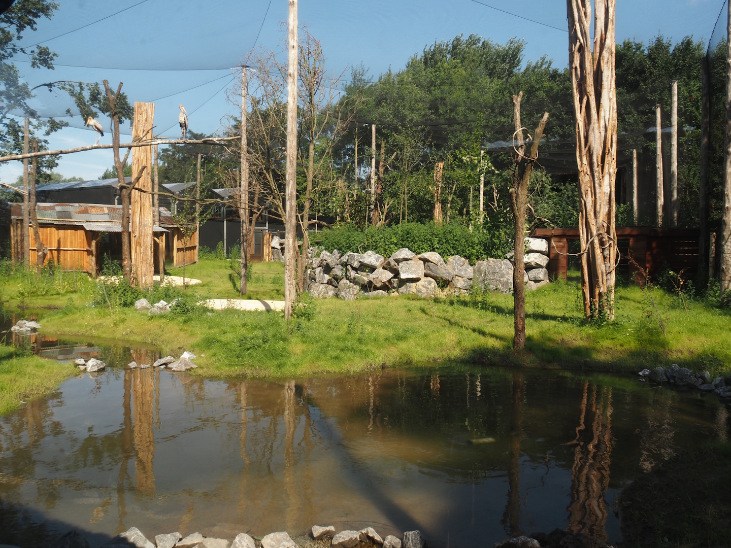 New Central African area Ngyuwe - Aviary with second Yellow-backed duiker and Okapi paddock, 2025-08-03