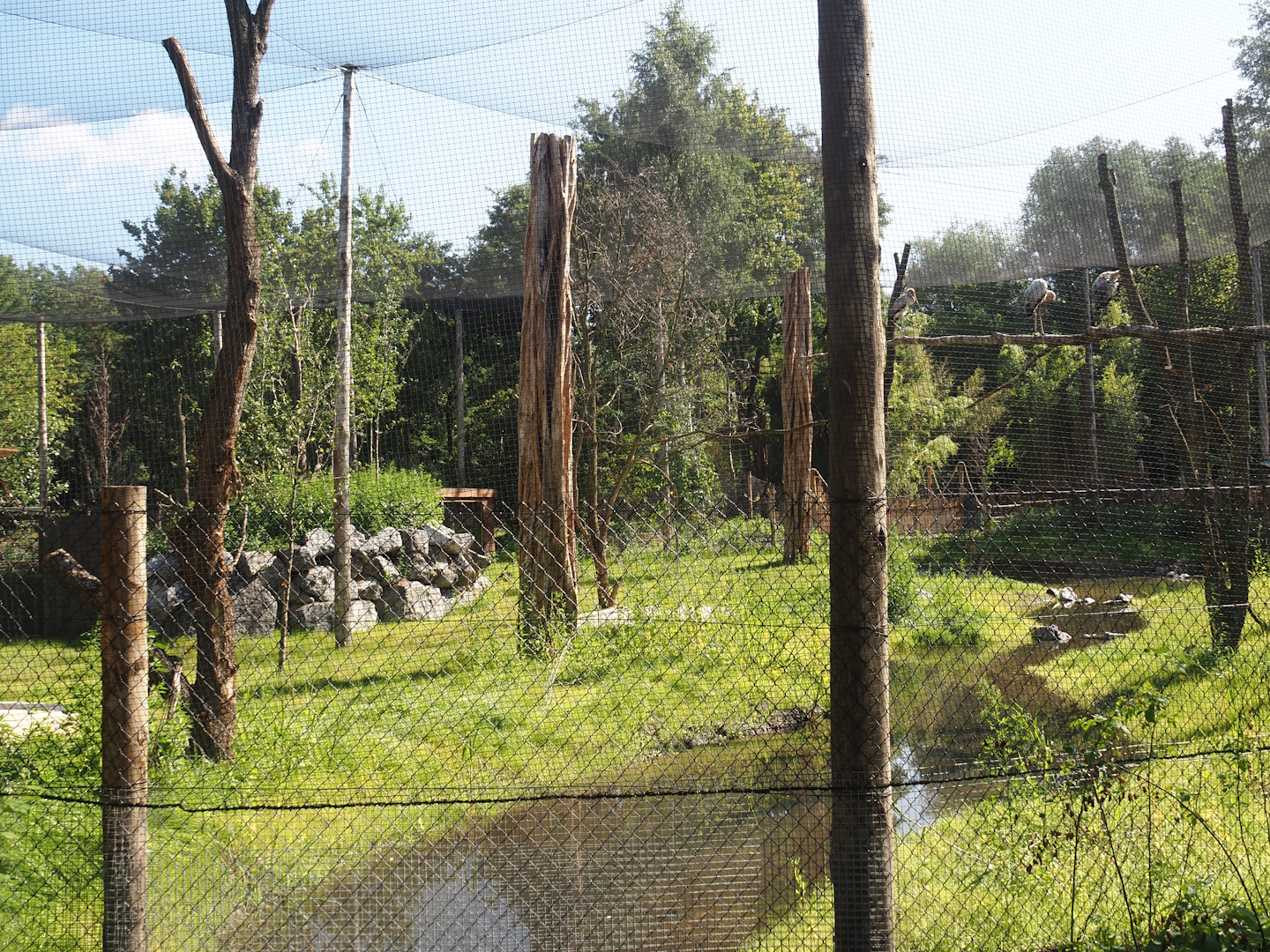 New Central African area Ngyuwe - Aviary with second Yellow-backed duiker and Okapi paddock, 2025-08-03