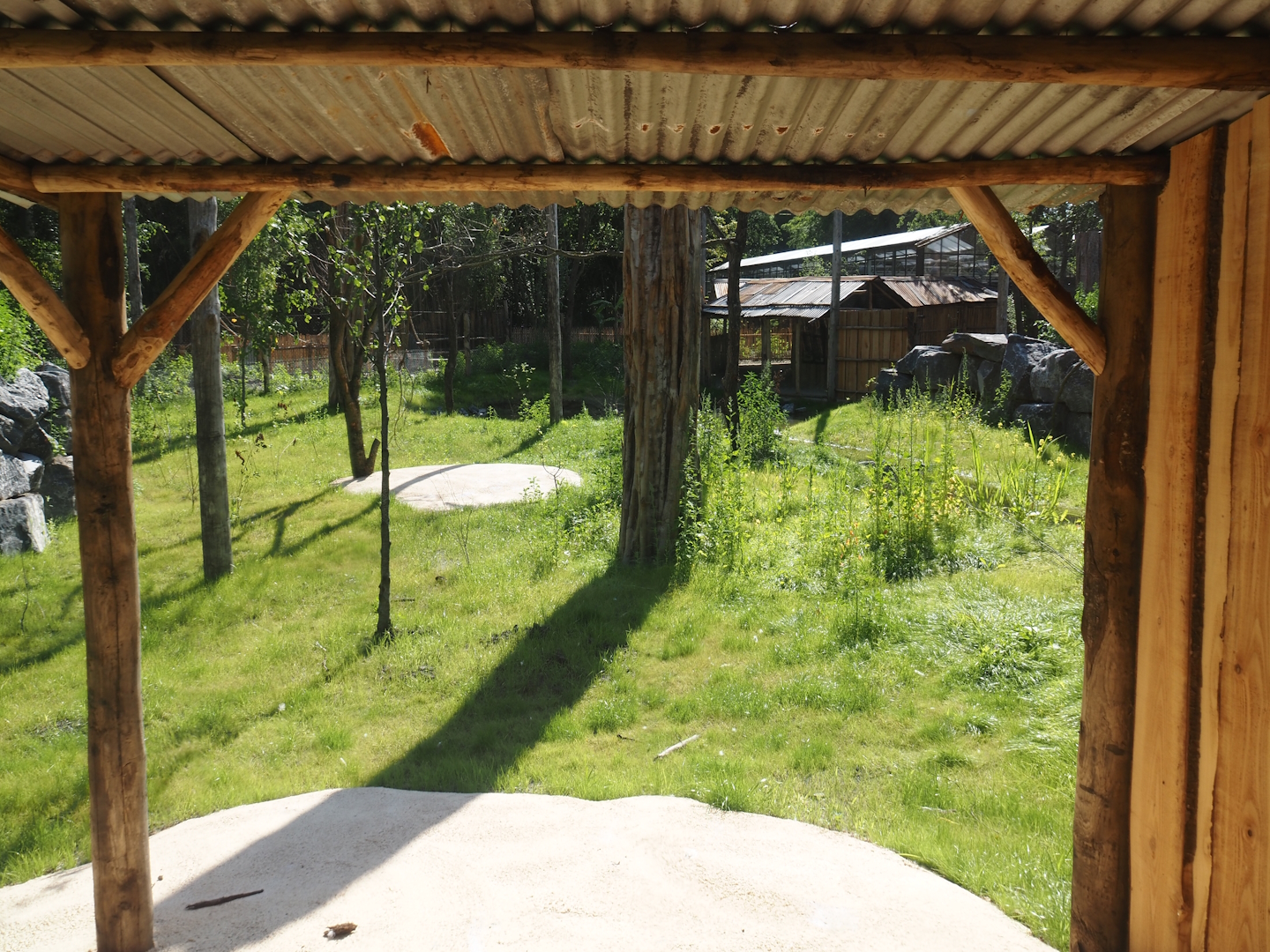 New Central African area Ngyuwe - Aviary with second Yellow-backed duiker and Okapi paddock, 2025-08-03