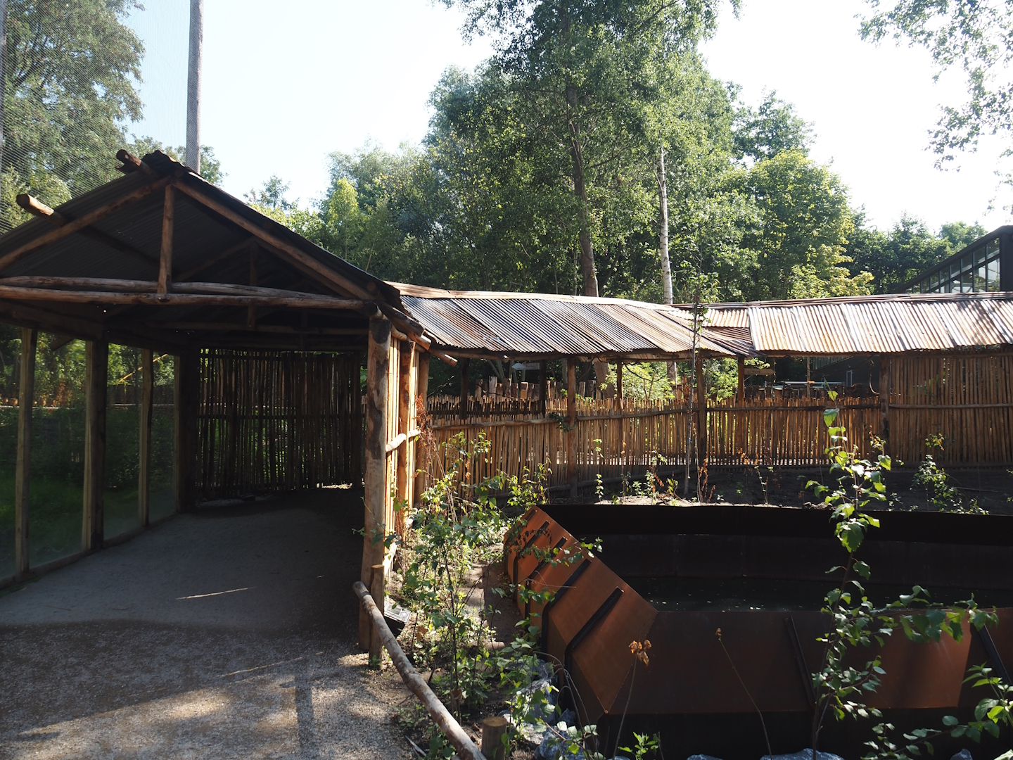 New Central African area Ngyuwe - Covered walkways between the pygmy hippo, red river hog and primate greenhouse and the aviary, 2025-08-03