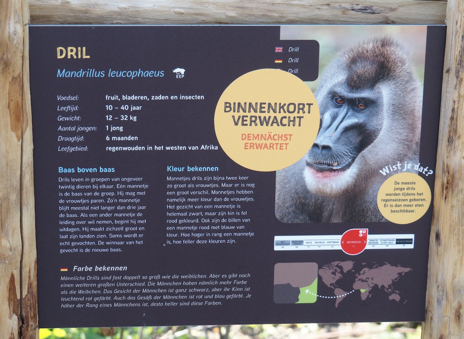 New Central African area Ngyuwe - Drill signage (Species soon to arrive), 2025-08-03