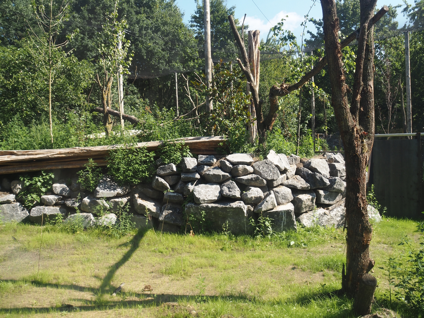 New Central African area Ngyuwe - Elevated bird area in aviary with Yellow-backed duiker and Okapi paddocks, 2025-08-03