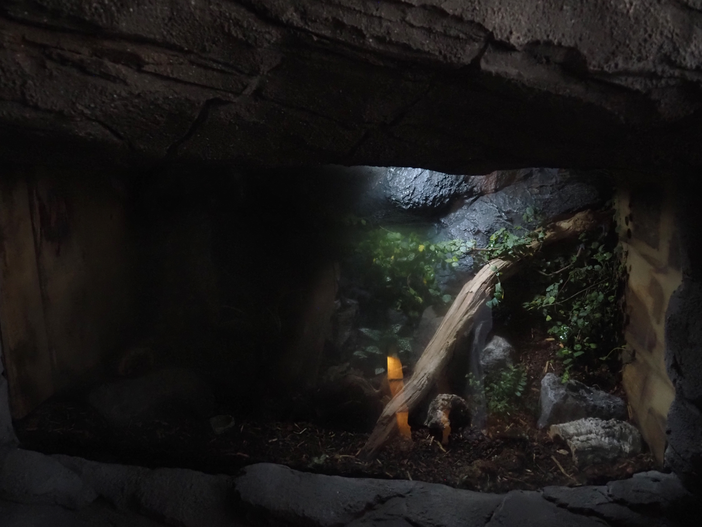 New Central African area Ngyuwe - Emperor scorpion terrarium, 2025-08-03