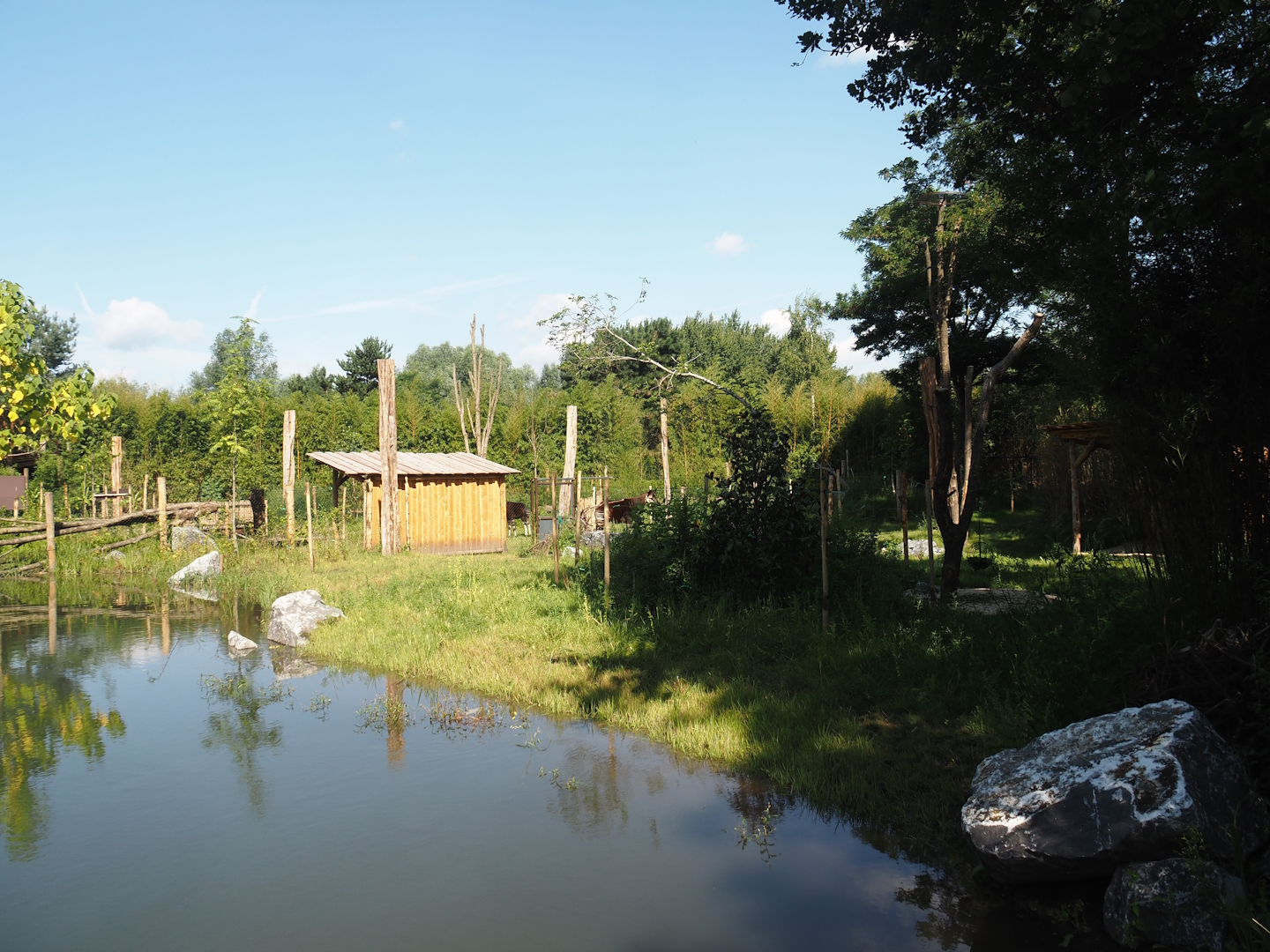 New Central African area Ngyuwe - First Okapi, Yellow-backed duiker and Kirk's dik-dik paddock, 2025-08-03