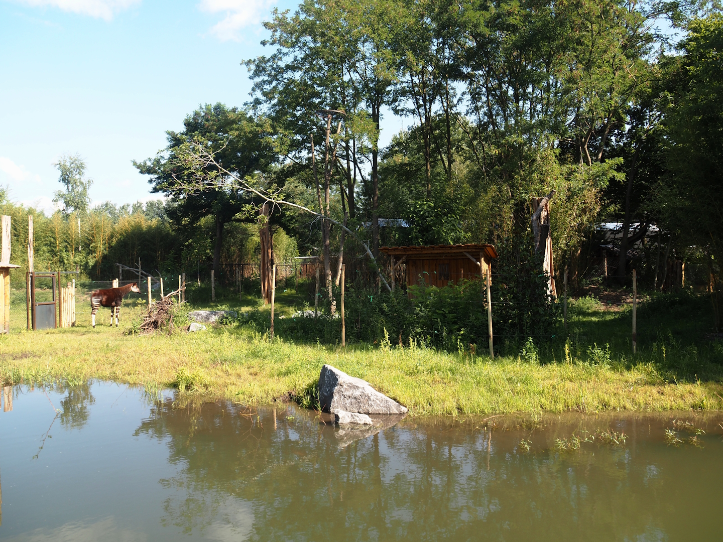 New Central African area Ngyuwe - First Okapi, Yellow-backed duiker and Kirk's dik-dik paddock, 2025-08-03