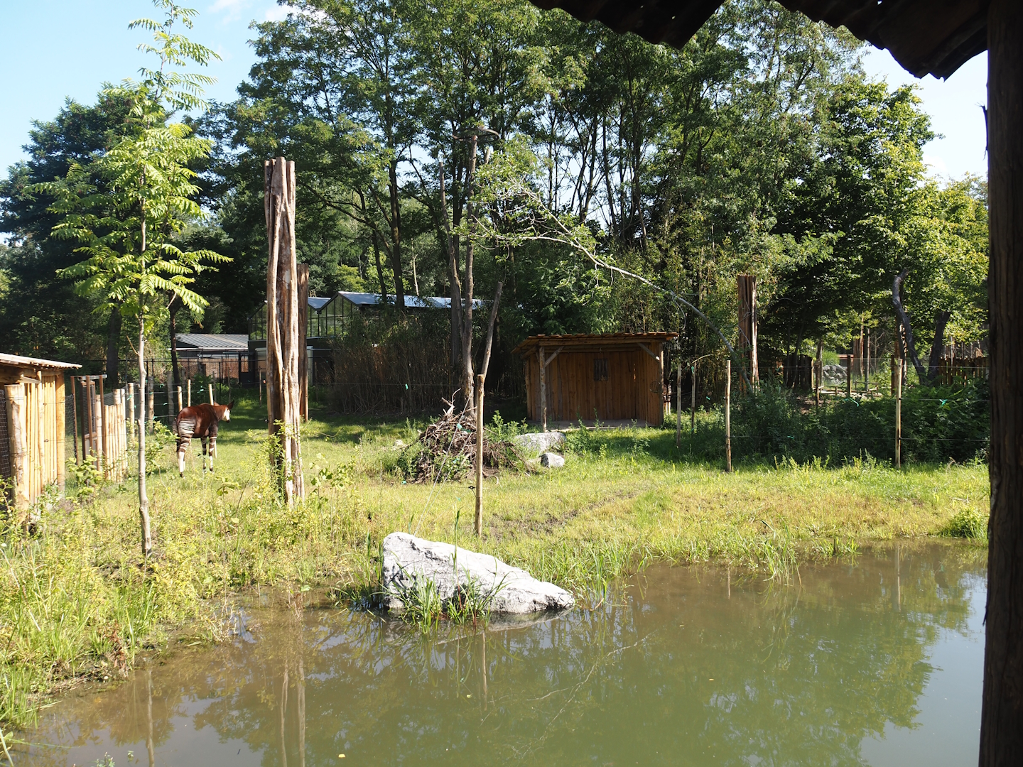 New Central African area Ngyuwe - First Okapi, Yellow-backed duiker and Kirk's dik-dik paddock, 2025-08-03