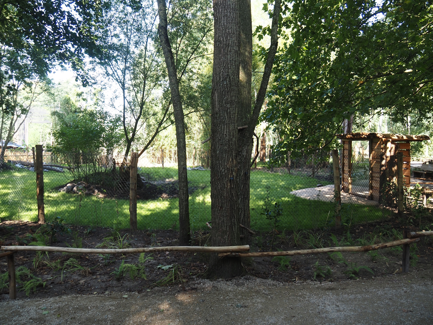 New Central African area Ngyuwe - First Pygmy hippopotamus and Western sitatunga exhibit, 2025-08-03
