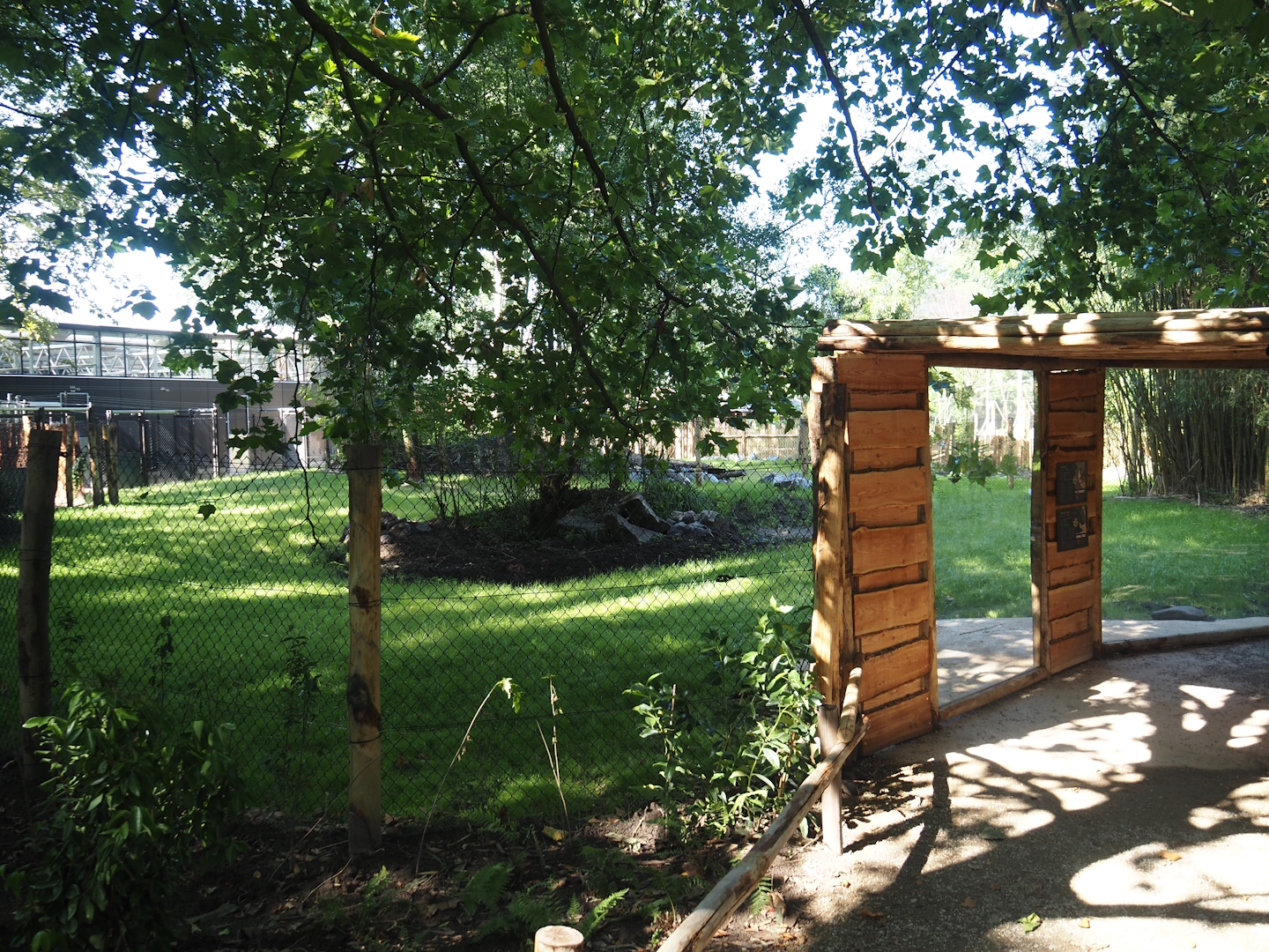 New Central African area Ngyuwe - First Pygmy hippopotamus and Western sitatunga exhibit, 2025-08-03