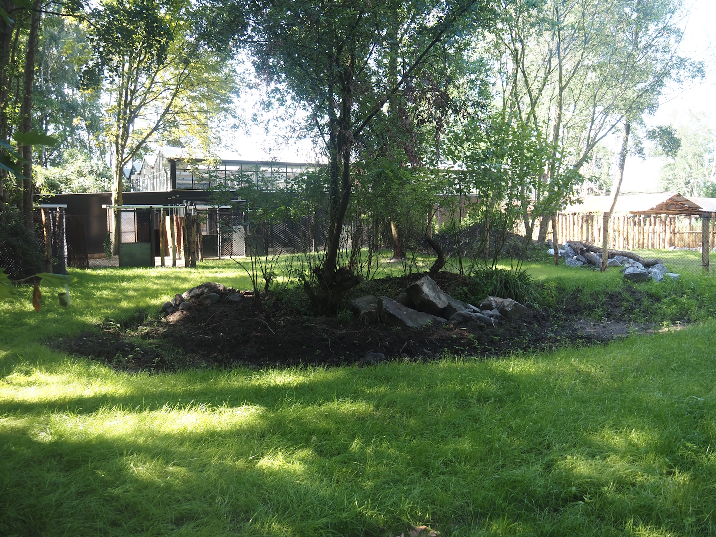 New Central African area Ngyuwe - First Pygmy hippopotamus and Western sitatunga exhibit, 2025-08-03