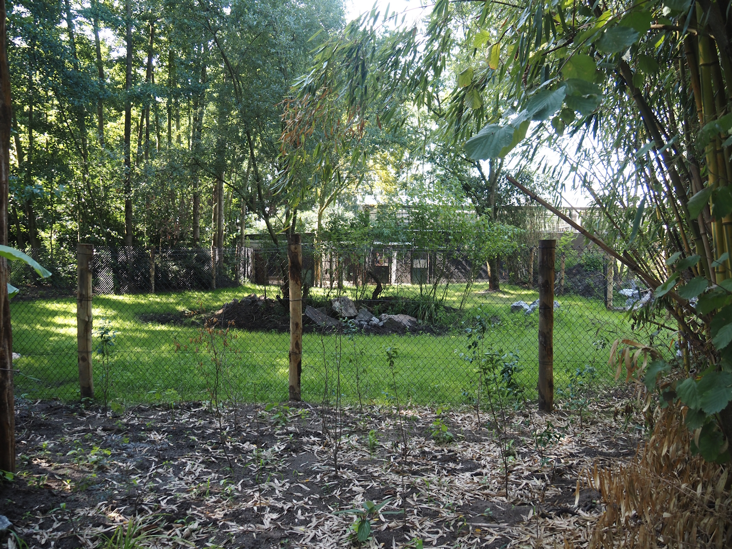 New Central African area Ngyuwe - First Pygmy hippopotamus and Western sitatunga exhibit, 2025-08-03