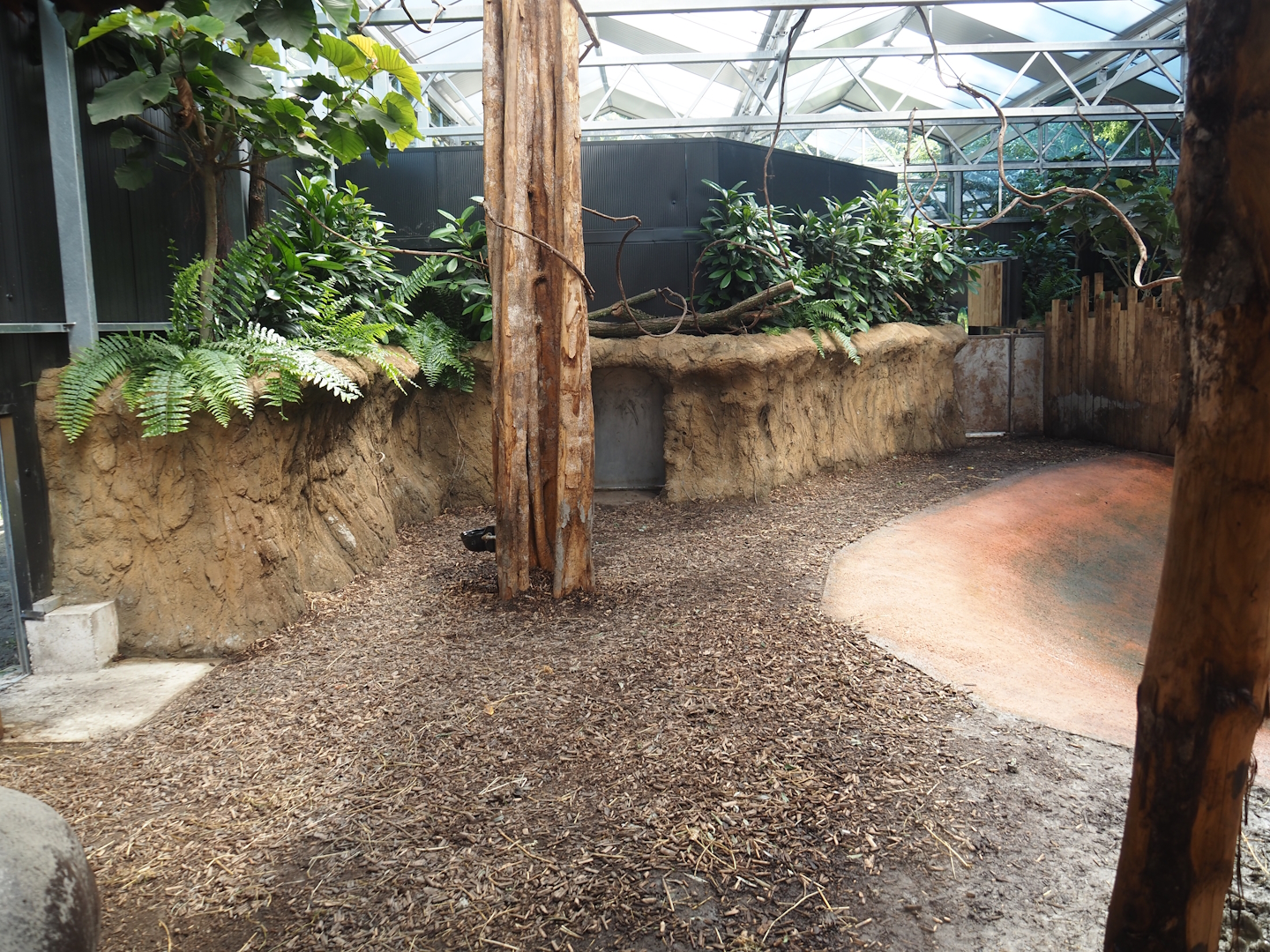 New Central African area Ngyuwe - First Pygmy hippopotamus indoor exhibit, 2025-08-03