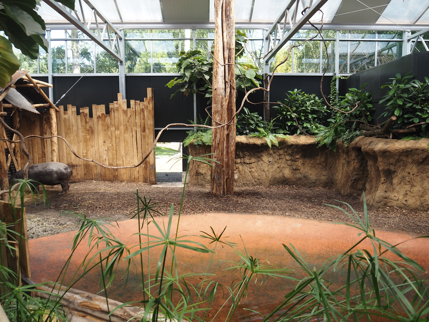 New Central African area Ngyuwe - First Pygmy hippopotamus indoor exhibit, 2025-08-03