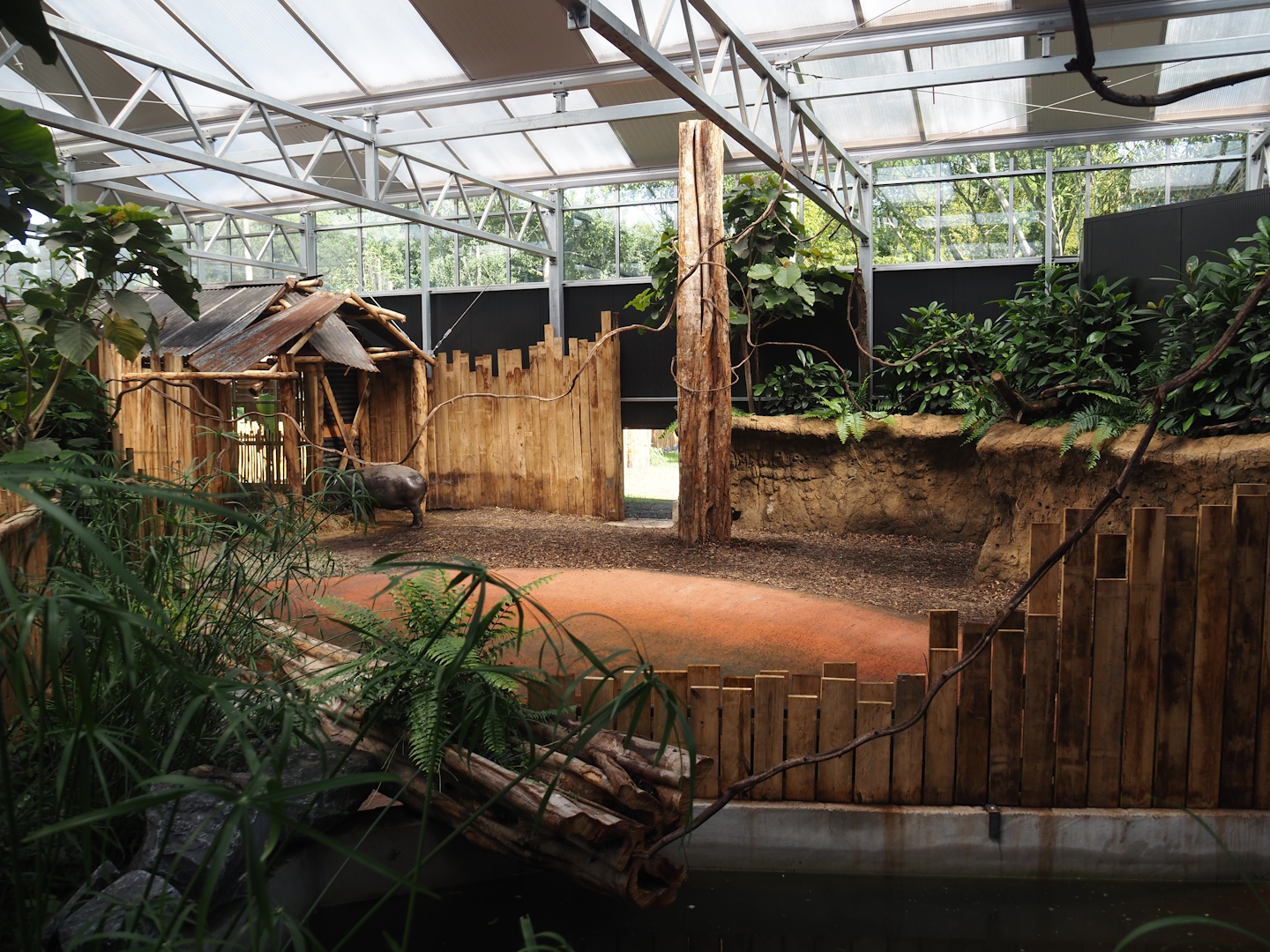 New Central African area Ngyuwe - First Pygmy hippopotamus indoor exhibit, 2025-08-03