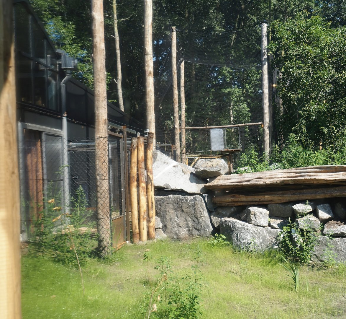 New Central African area Ngyuwe - Holding aviaries next to aviary with Yellow-backed duiker and Okapi paddocks, 2025-08-03