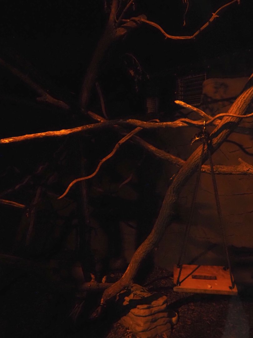 New Central African area Ngyuwe - Nocturnal exhibit for African brush-tailed porcupine and Senegal bushbaby, 2025-08-03