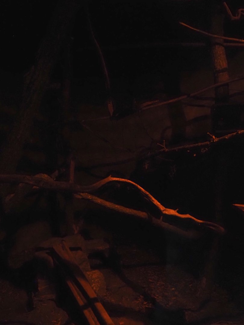 New Central African area Ngyuwe - Nocturnal exhibit for African brush-tailed porcupine and Senegal bushbaby, 2025-08-03